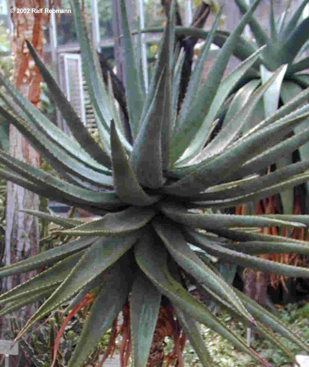 Aloe ferox Bild02